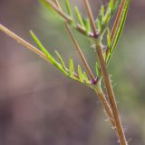 Lomelosia argentea