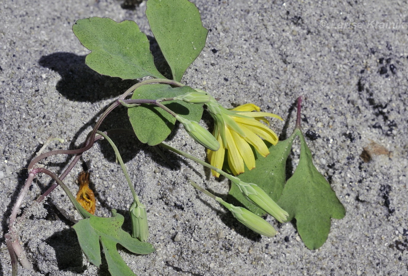 Image of Chorisis repens specimen.