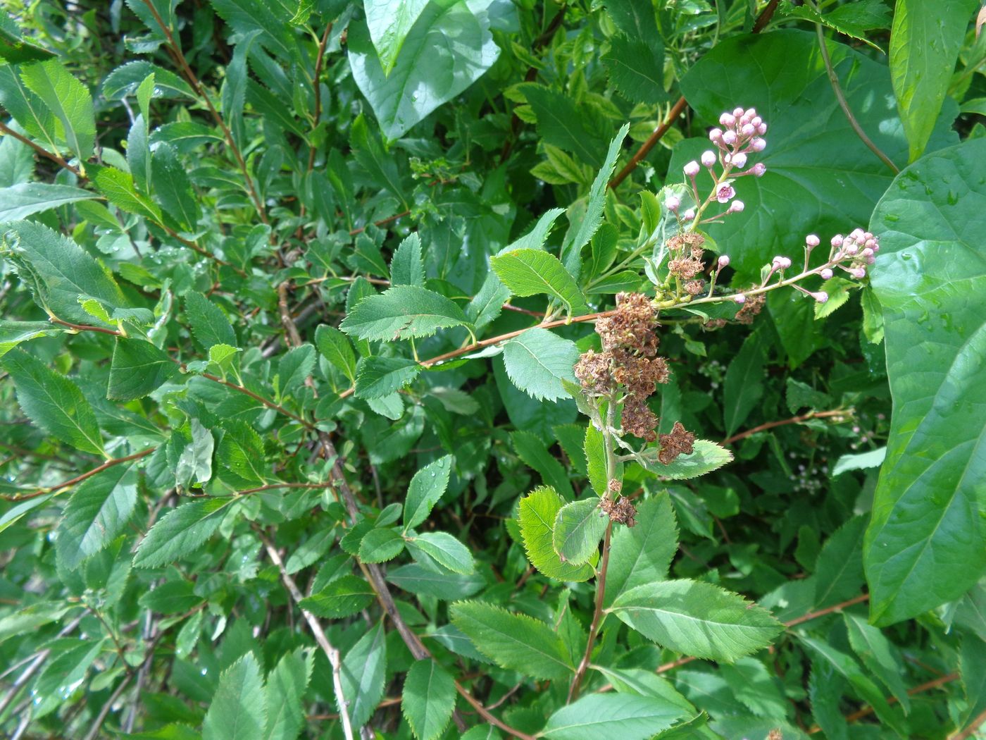 Image of Spiraea salicifolia specimen.