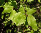 Carpinus betulus