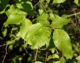 Carpinus betulus. Часть веточки. Крым, Белогорский р-н, возле Топловского монастыря, лиственный лес. 12.08.2018.