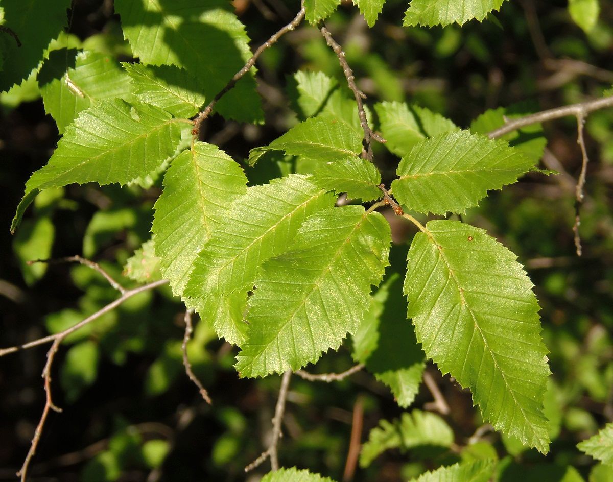 Изображение особи Carpinus betulus.