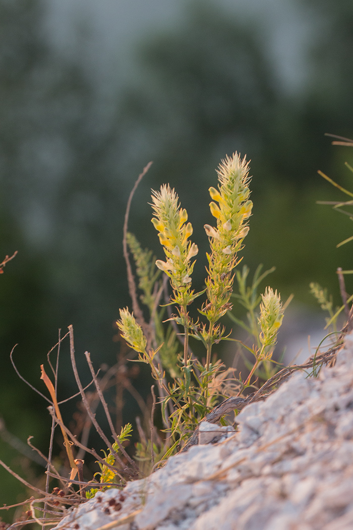 Image of Melampyrum arvense specimen.