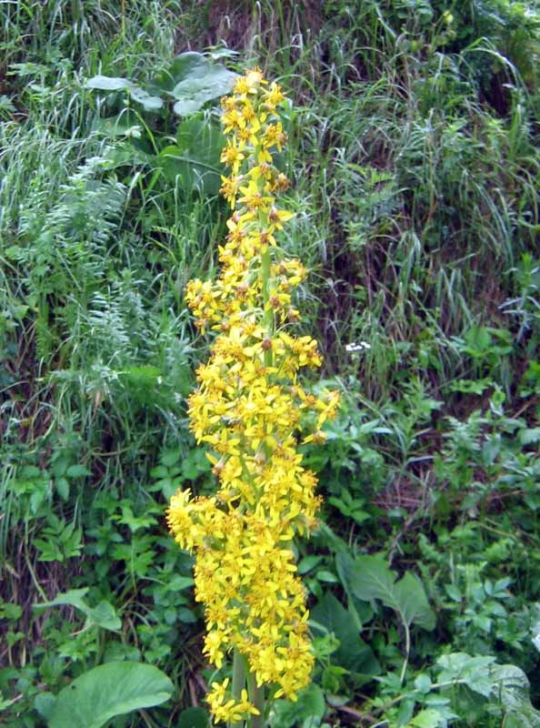 Изображение особи Ligularia heterophylla.