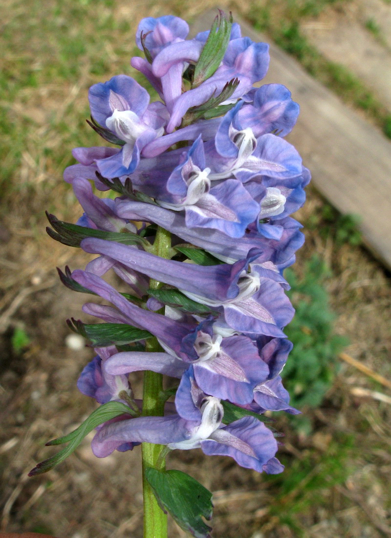 Image of Corydalis begljanovae specimen.