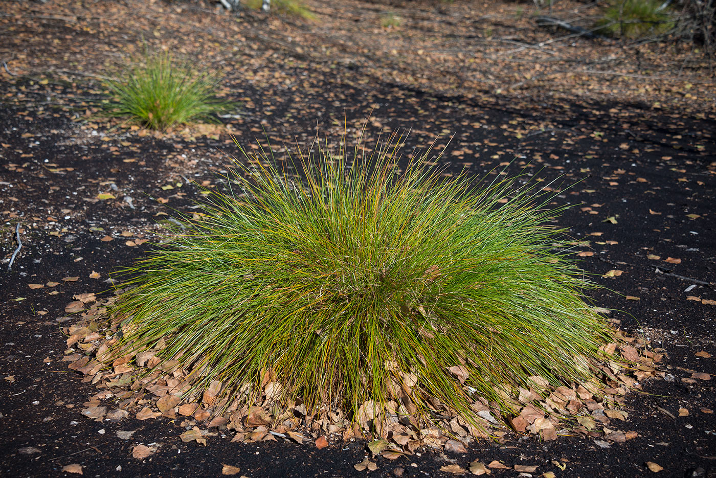 Image of Eriophorum vaginatum specimen.