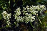 genus Galium. Соцветие. Донецк, бот. сад. 16.06.2018.