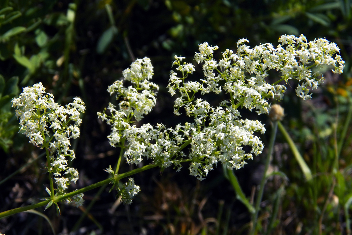 Изображение особи род Galium.