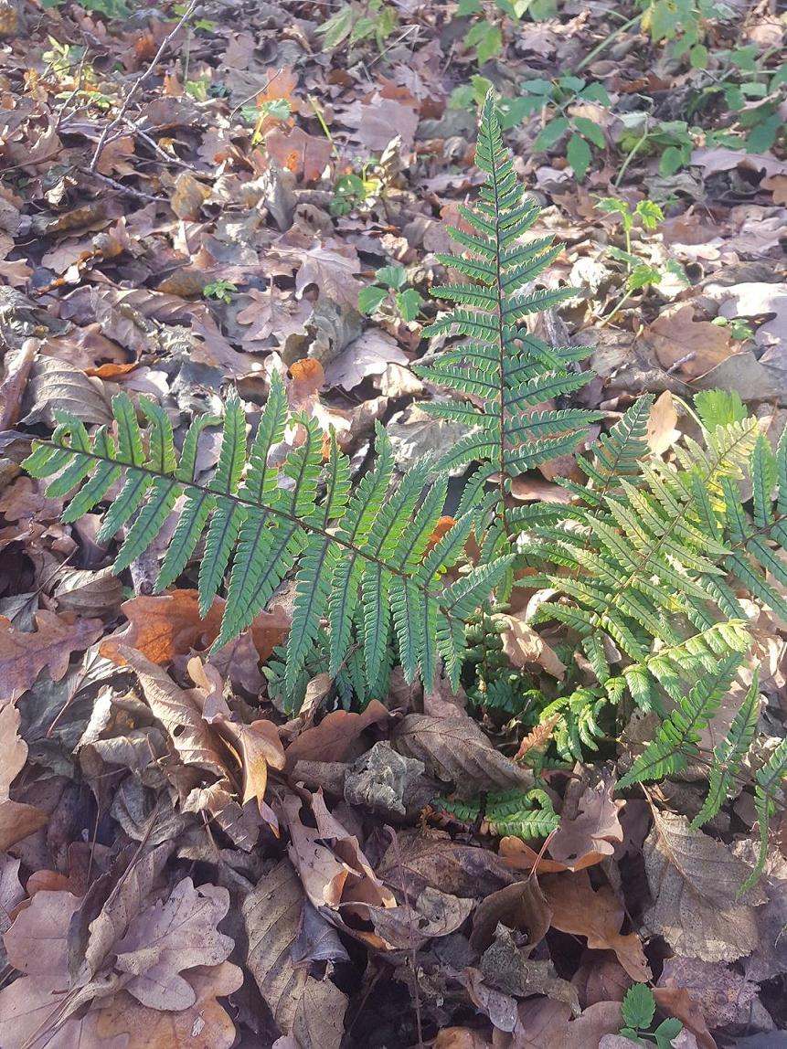 Изображение особи Dryopteris wallichiana.