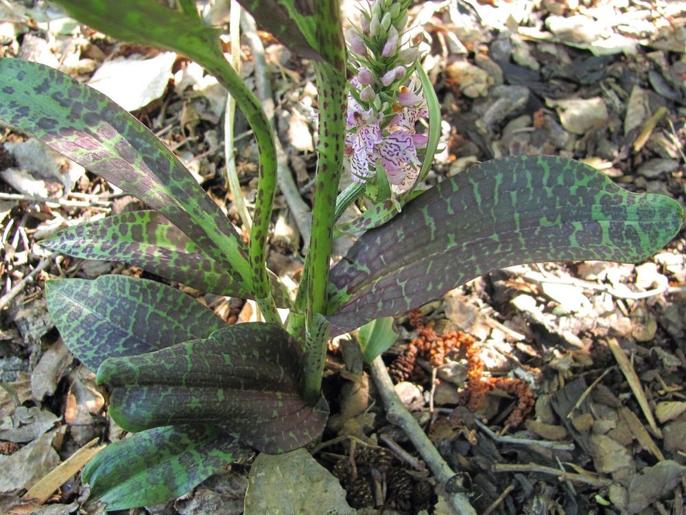 Image of Dactylorhiza fuchsii specimen.