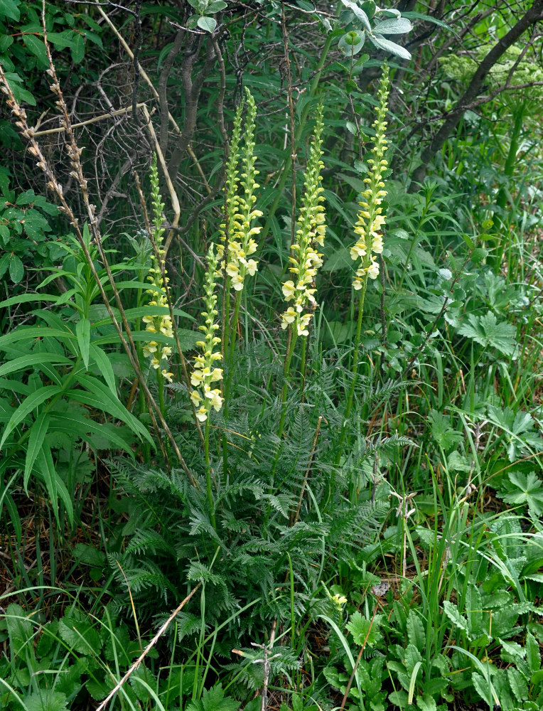 Изображение особи Pedicularis proboscidea.