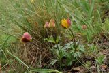 Anemone gortschakowii