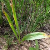 Allium darwasicum