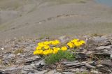 Anthemis sosnovskyana