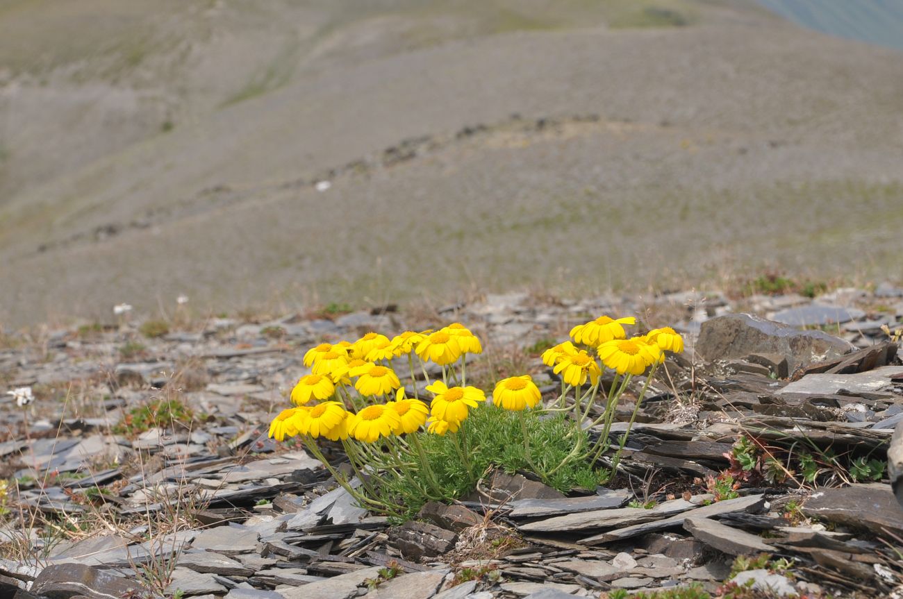 Image of Anthemis sosnovskyana specimen.