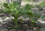 Cardiocrinum cordatum