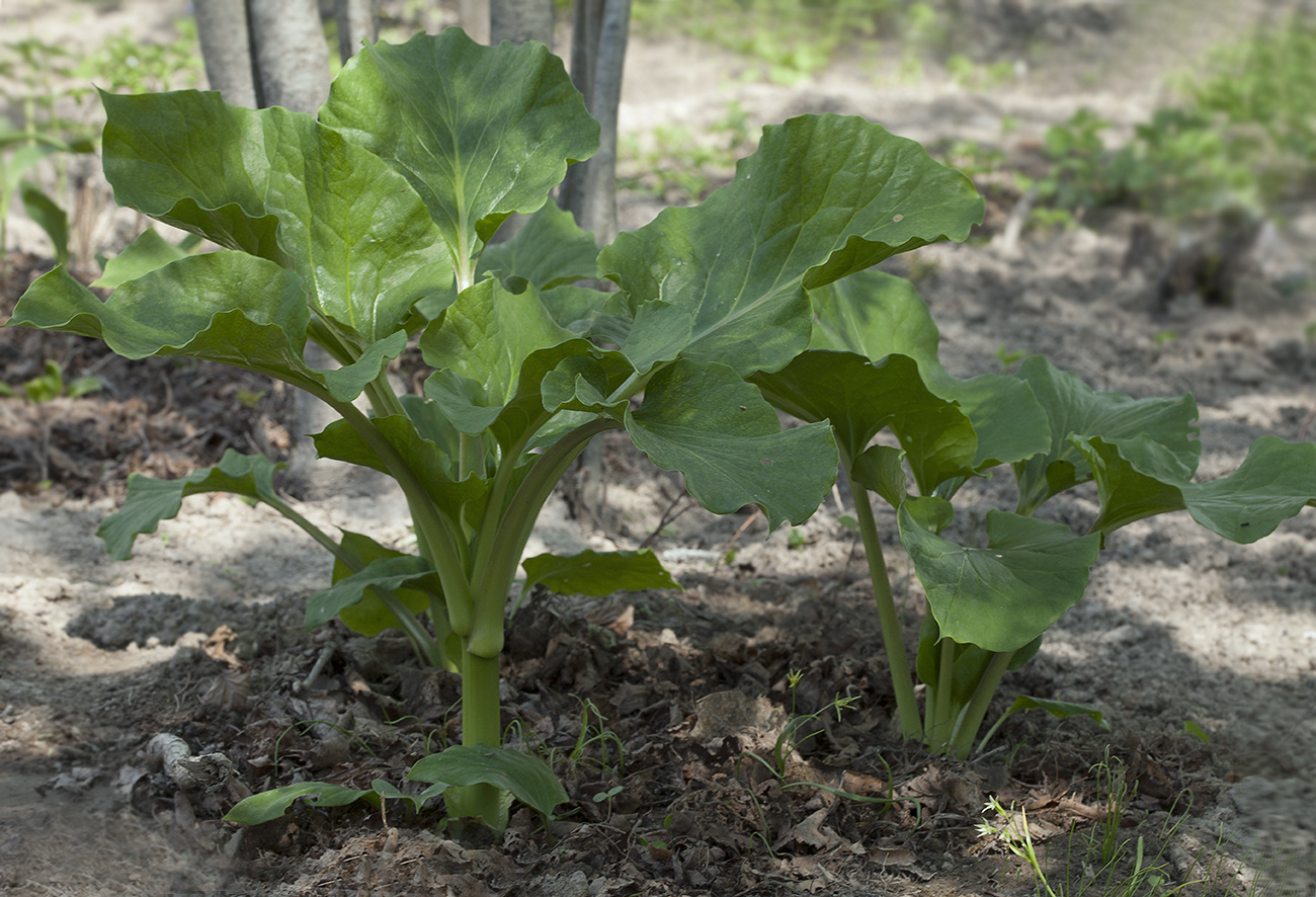 Изображение особи Cardiocrinum cordatum.