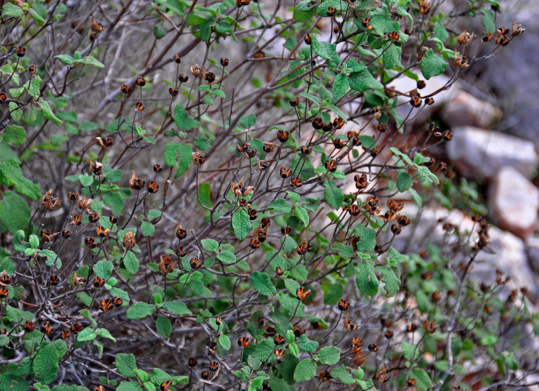 Image of genus Cistus specimen.