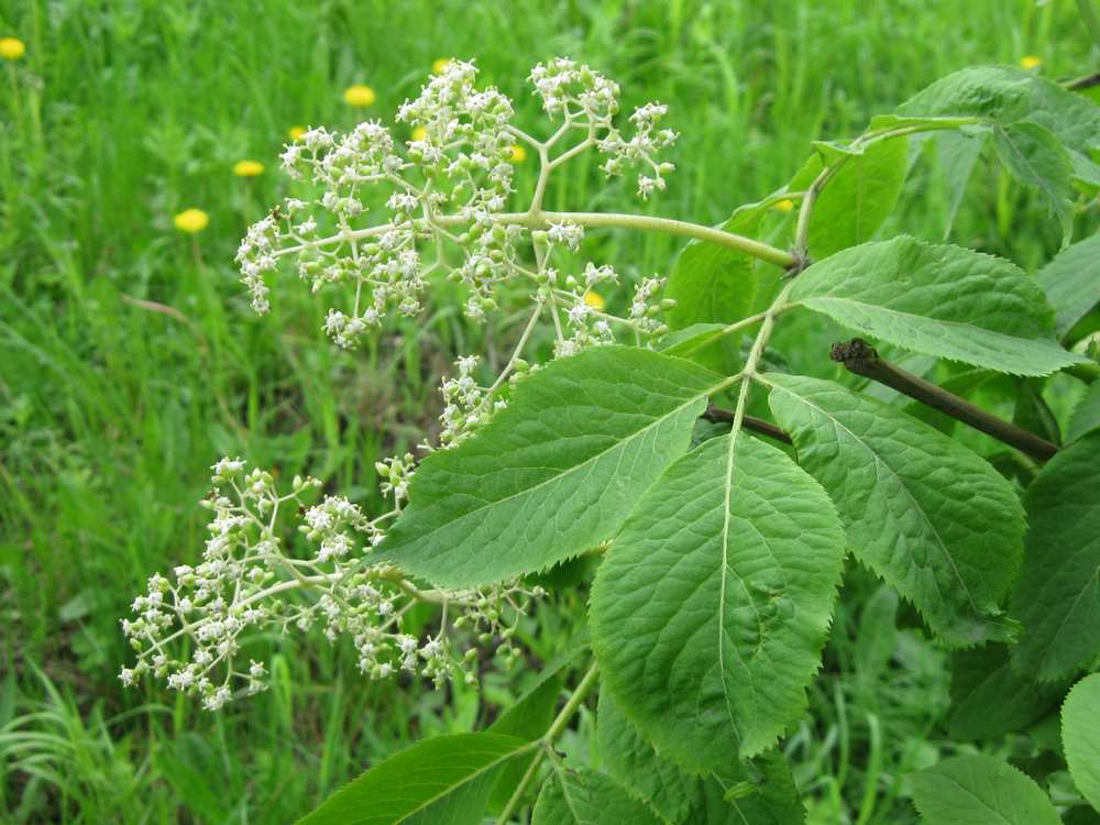 Image of Sambucus kamtschatica specimen.