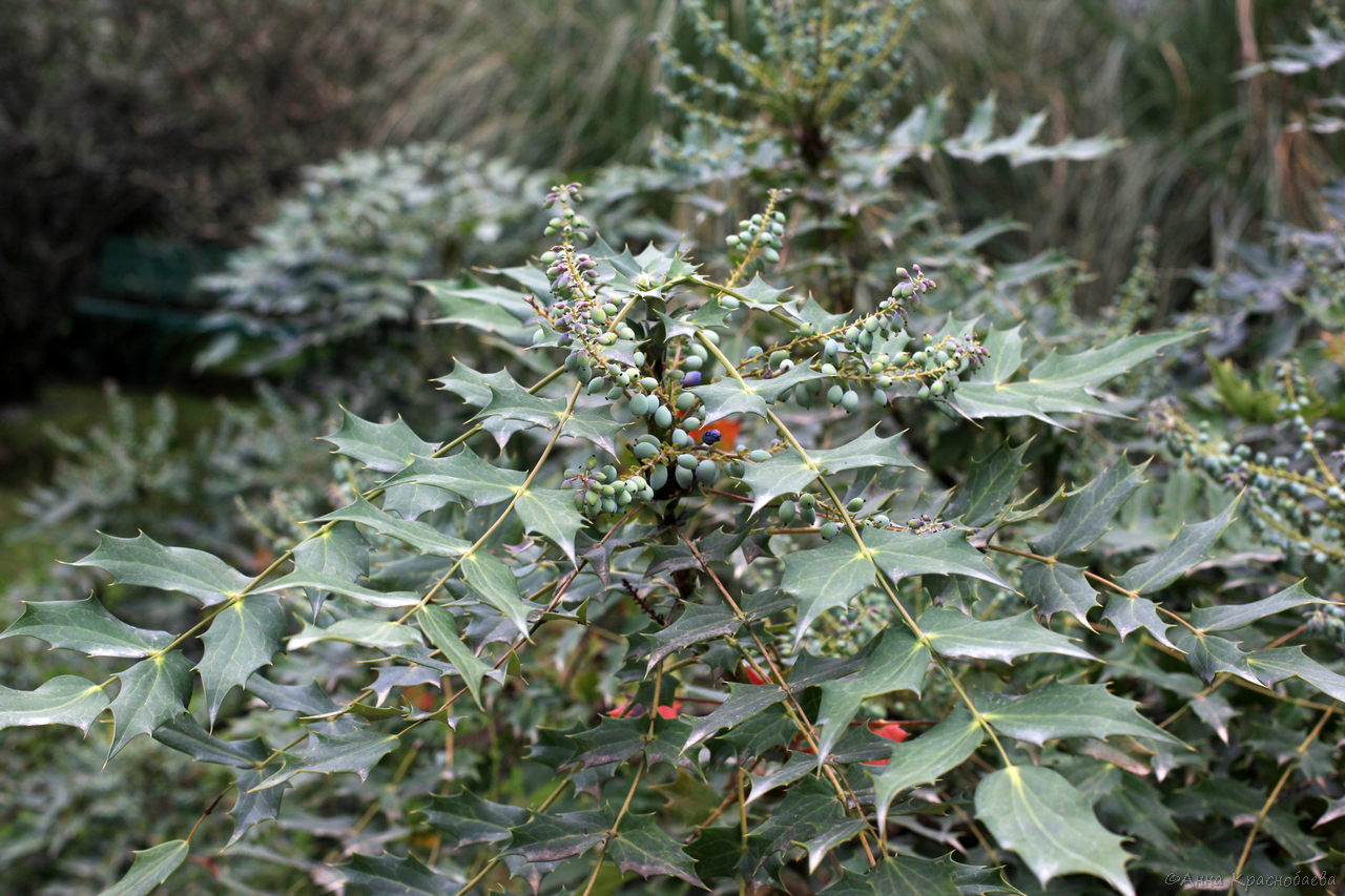 Изображение особи Mahonia bealei.