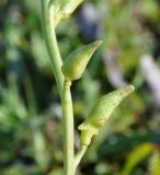 Cakile подвид integrifolia