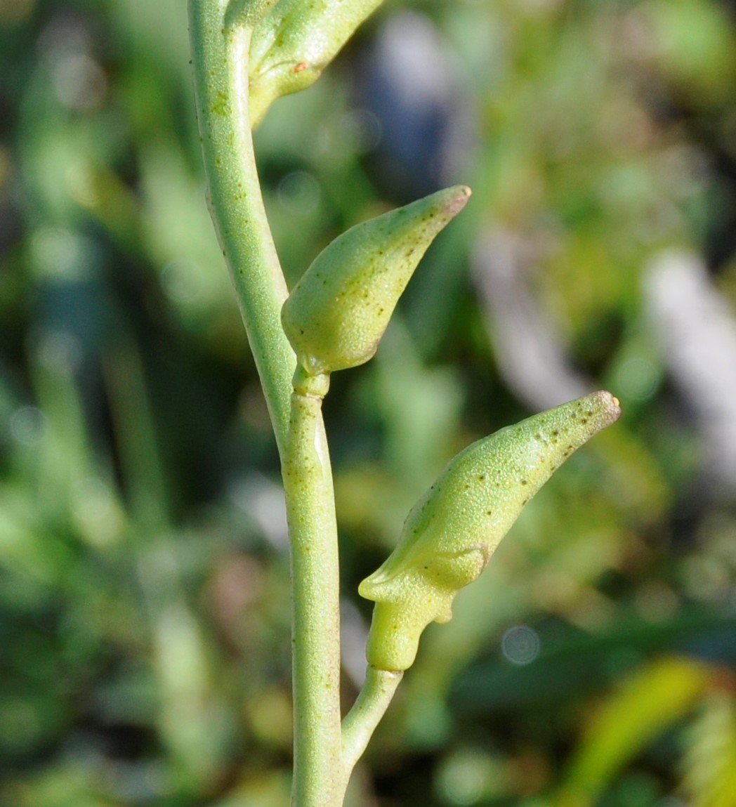 Изображение особи Cakile maritima ssp. integrifolia.