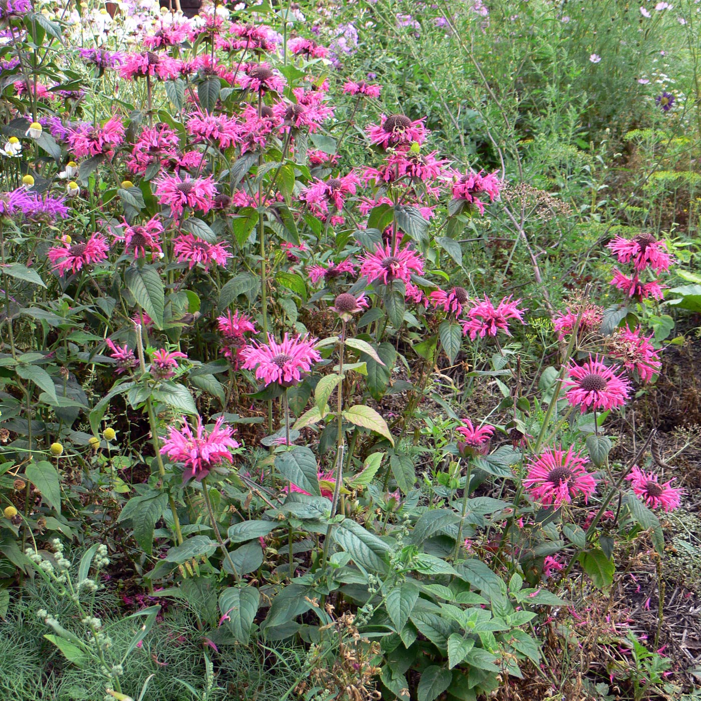 Image of Monarda media specimen.