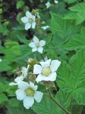 Rubus parviflorus. Верхушки побегов с соцветиями. Польша, г. Рогов, арборетум, в культуре. 29.05.2018.