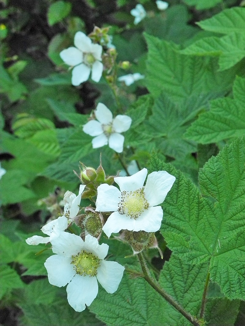 Изображение особи Rubus parviflorus.