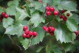 Crataegus sanguinea. Верхушки ветвей с соплодиями. Кировская обл., г. Киров, Ботанический сад Вятского государственного университета, в культуре. 22.09.2018.