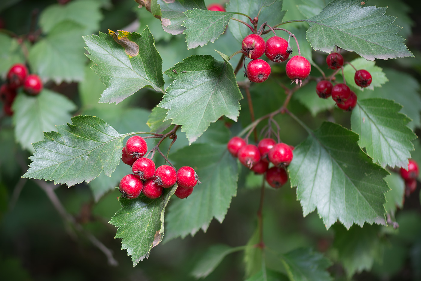 Image of Crataegus sanguinea specimen.