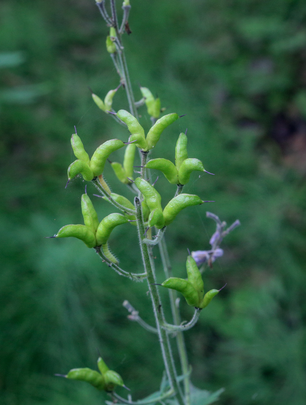 Изображение особи Aconitum septentrionale.