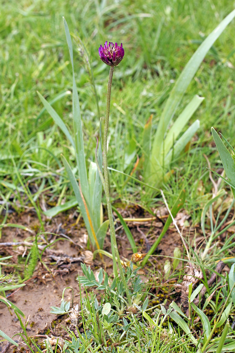 Изображение особи Astragalus stenanthus.