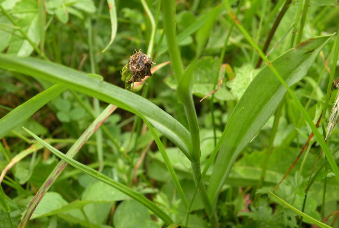 Image of Traunsteinera globosa specimen.