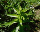 Lilium monadelphum