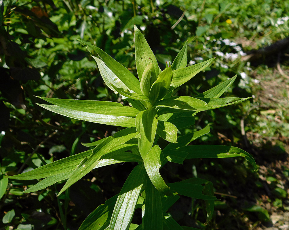 Изображение особи Lilium monadelphum.