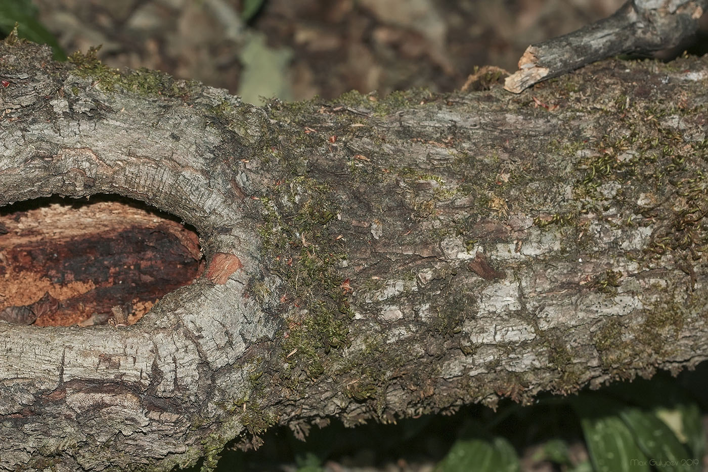 Изображение особи Quercus petraea.