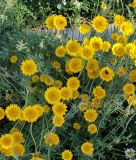 Anthemis tinctoria