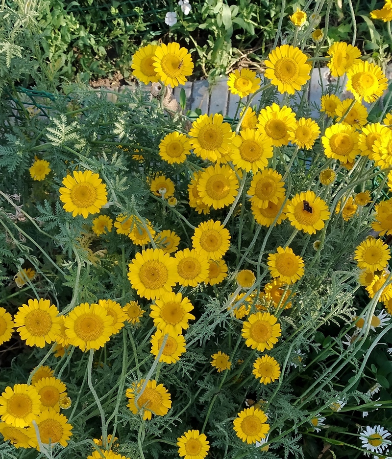 Image of Anthemis tinctoria specimen.