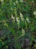 Astragalus katunicus. Верхушки побегов с соцветиями. Алтай, Онгудайский р-н, низовья р. Урсул, ≈ 600 м н.у.м., щебнистый склон. 10.06.2019.