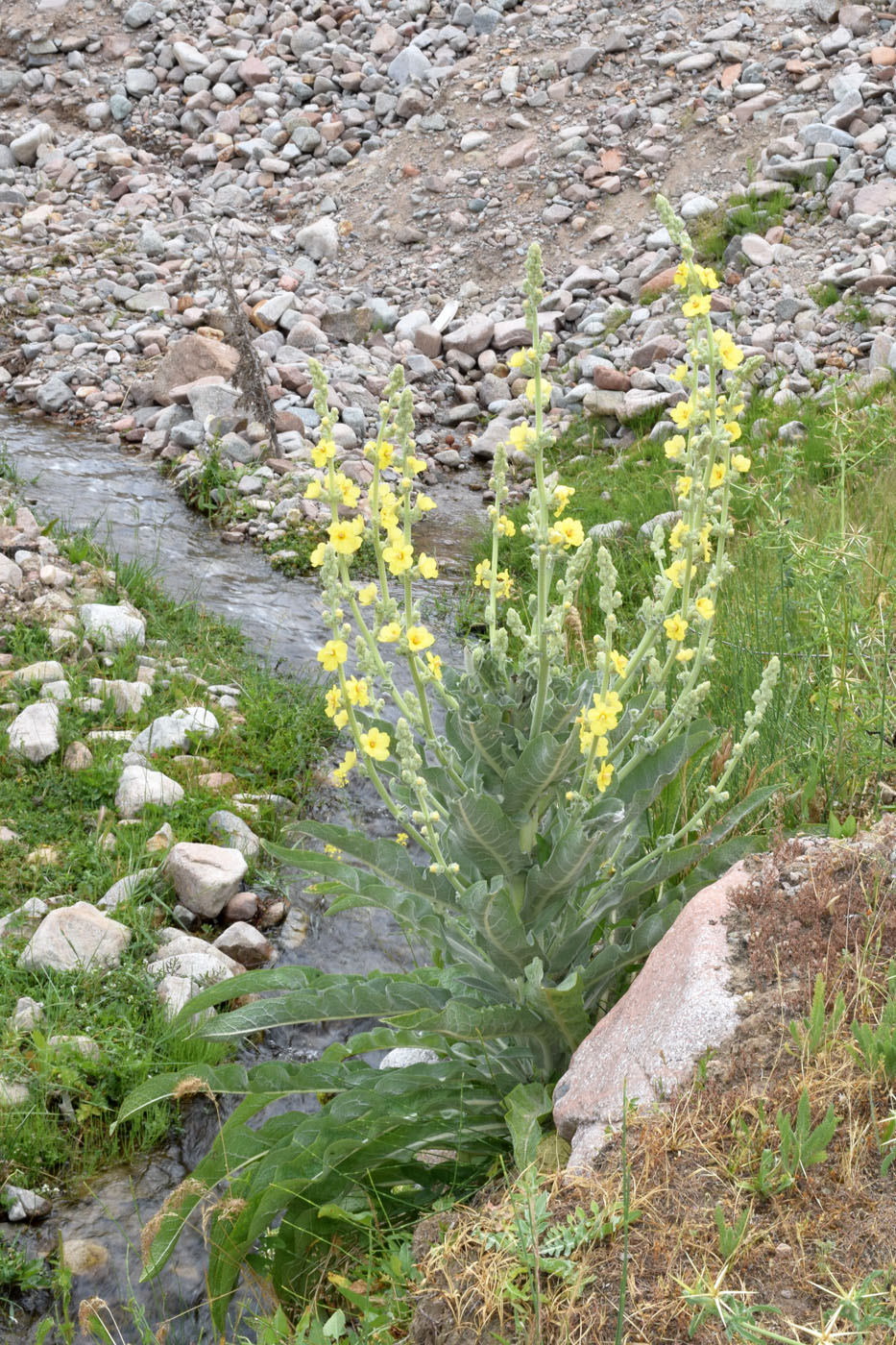 Изображение особи Verbascum songaricum.