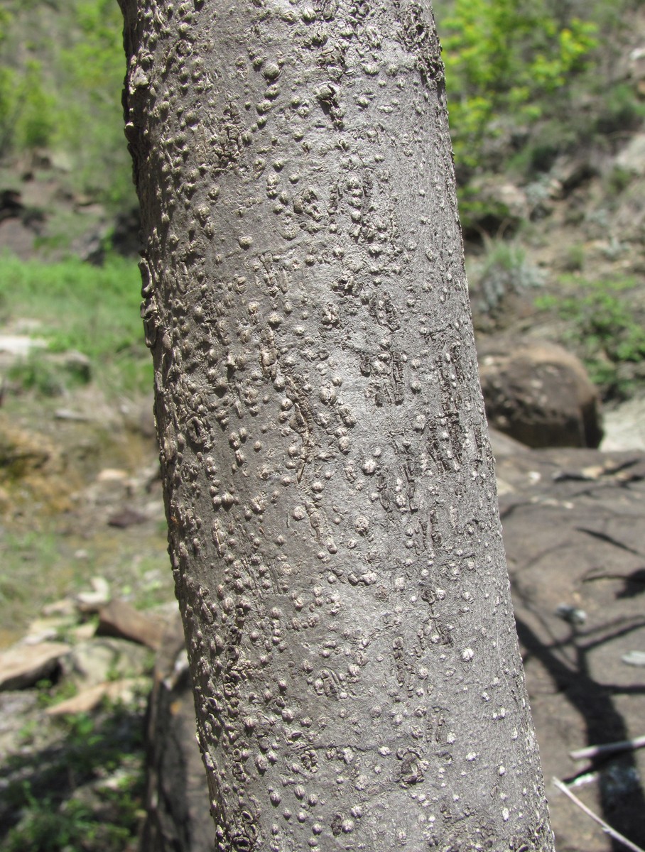 Image of Diospyros lotus specimen.