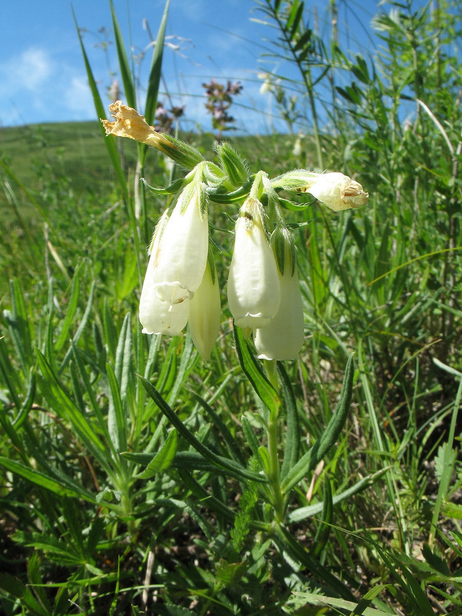 Image of Onosma simplicissima specimen.