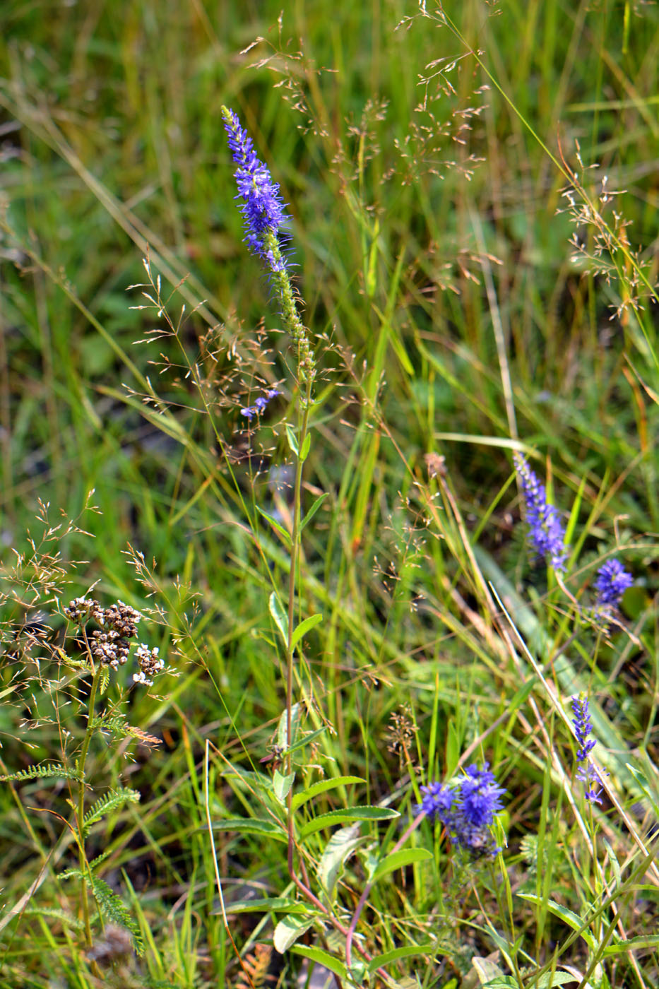 Image of Veronica spicata specimen.