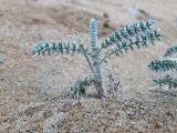 Oxytropis lanata