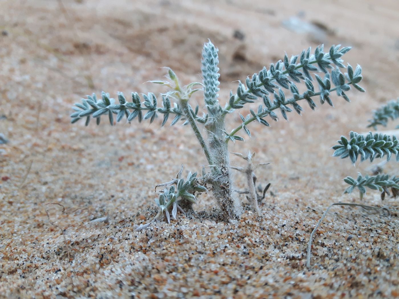 Изображение особи Oxytropis lanata.