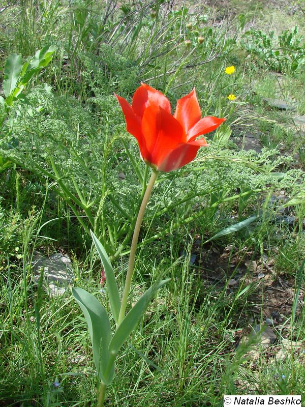 Изображение особи Tulipa affinis.