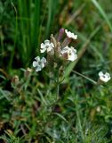 Silene amoena