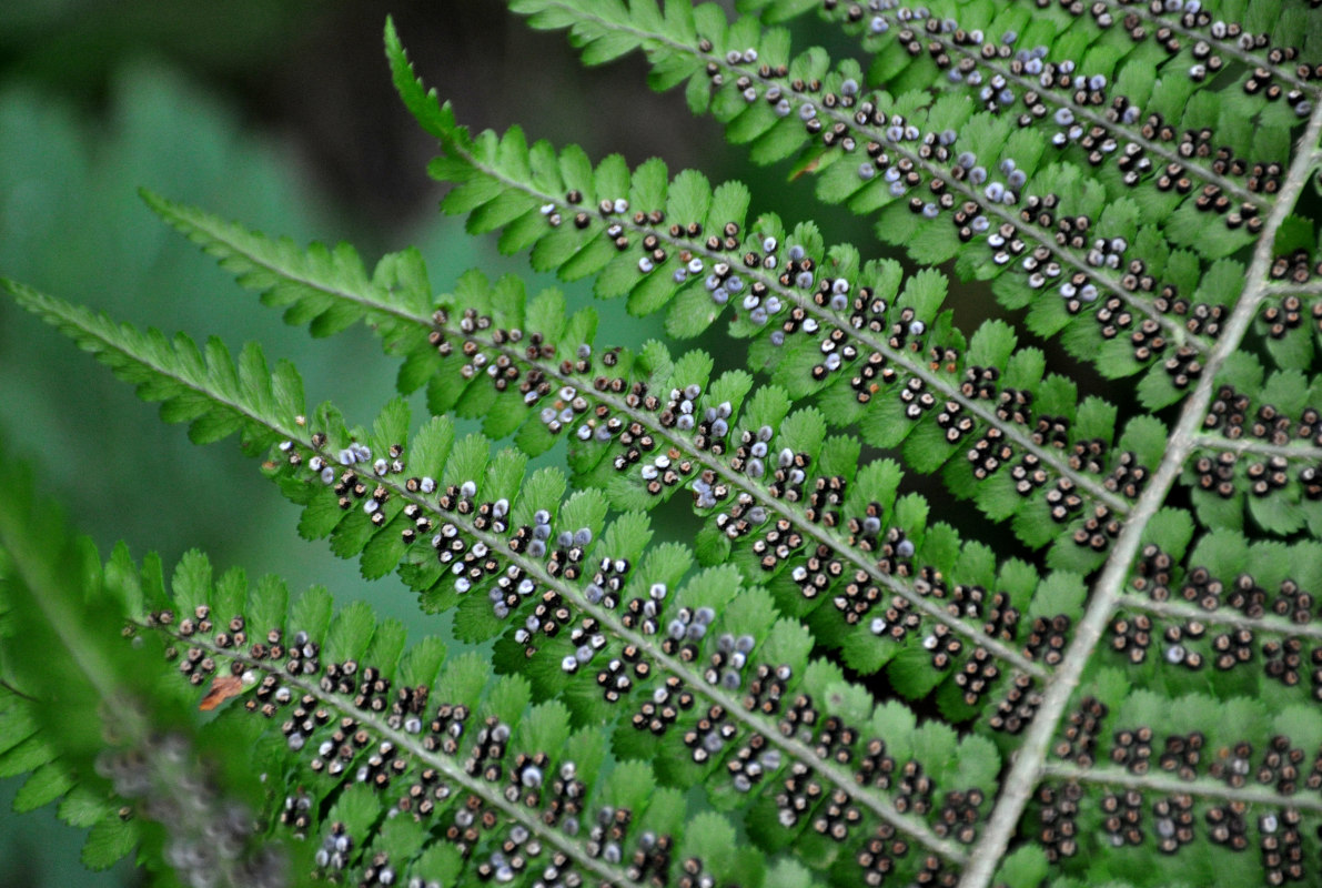 Image of Dryopteris filix-mas specimen.