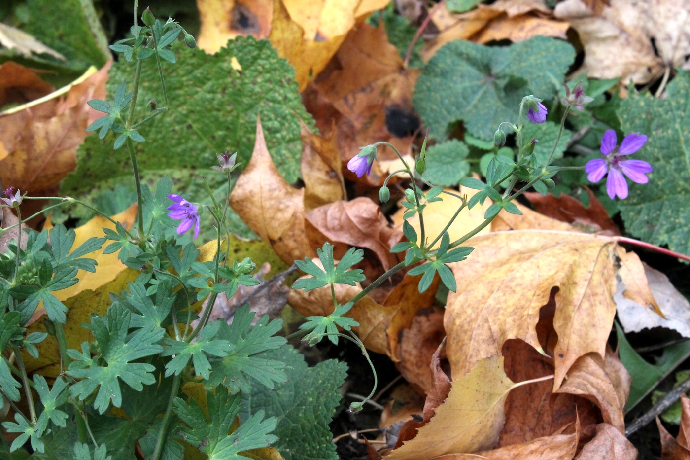 Изображение особи род Geranium.